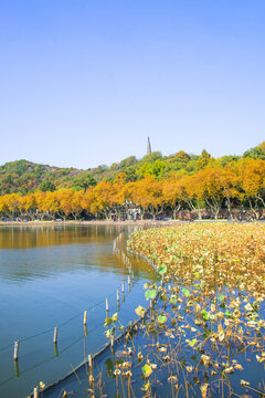 深秋的西湖风景