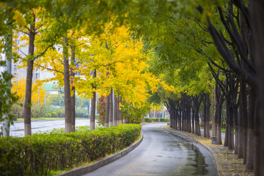 秋雨