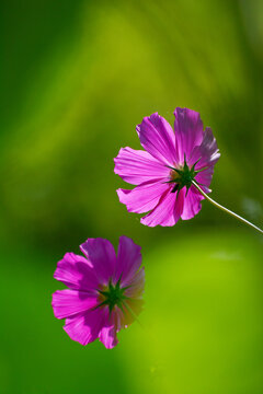 格桑花