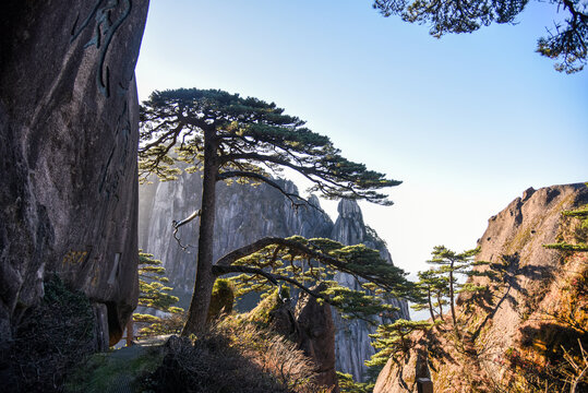 黄山迎客松