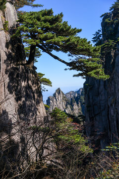 黄山松