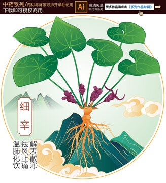 細(xì)辛