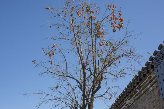 古建柿子树