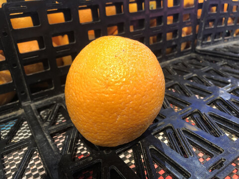 赣橙