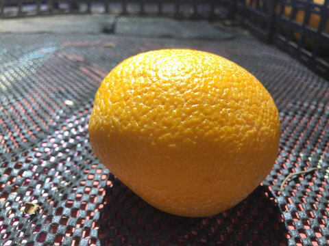 单个江西济橙