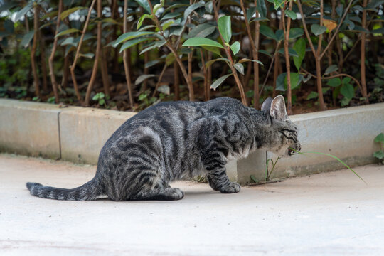 户外的狸花猫