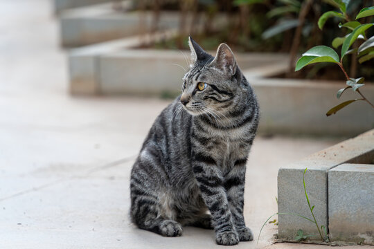 户外的狸花猫