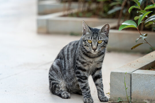 户外的狸花猫