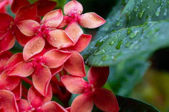 雨后龙船花特写