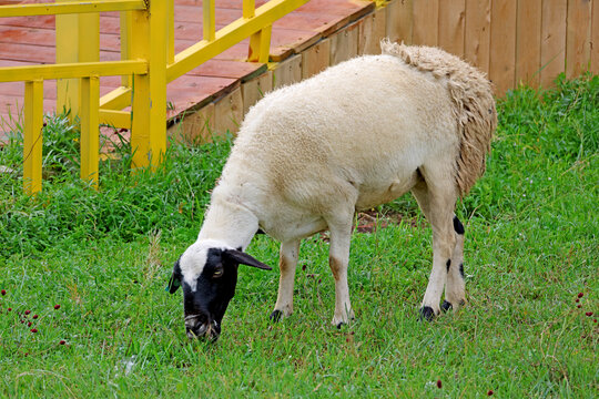 剪毛绵羊悠闲吃草