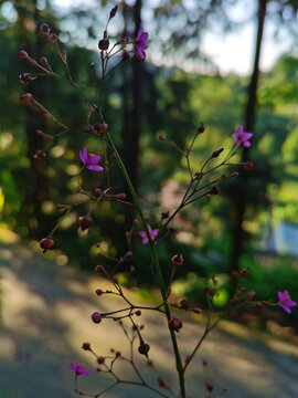 野花