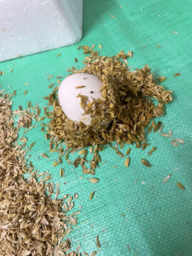 泄漏液的鸡蛋米糠包围农家蛋快递