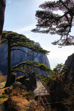 黄山迎客松