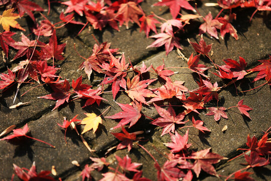 唯美紅葉背景特寫