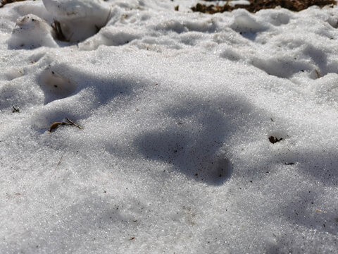 冰雪