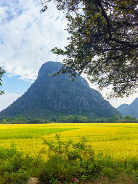 山景田园