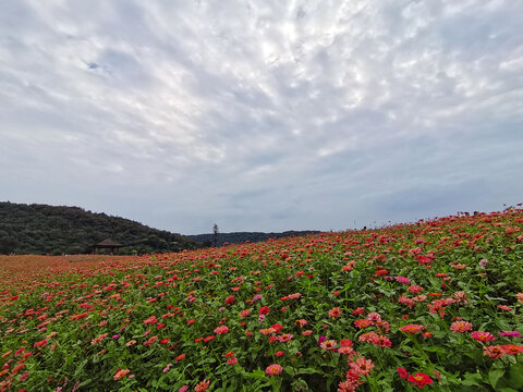 百日菊花海