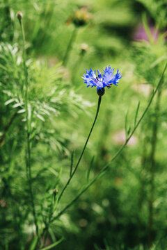 格桑花