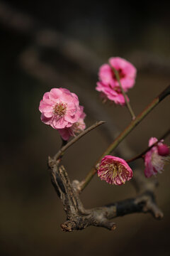 红梅花