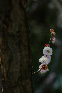 白梅花