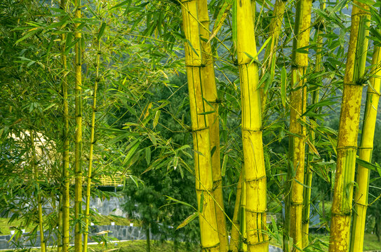 竹的风景