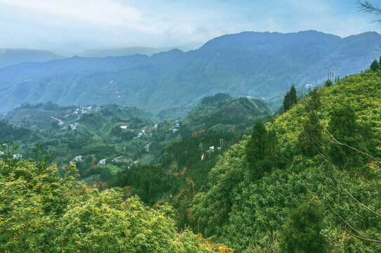 永福镇张村楠木坪