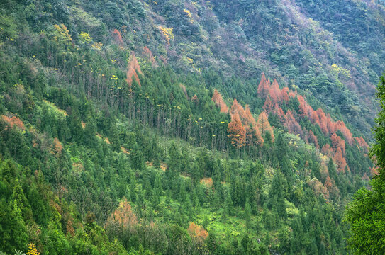 楠木坪森林景区