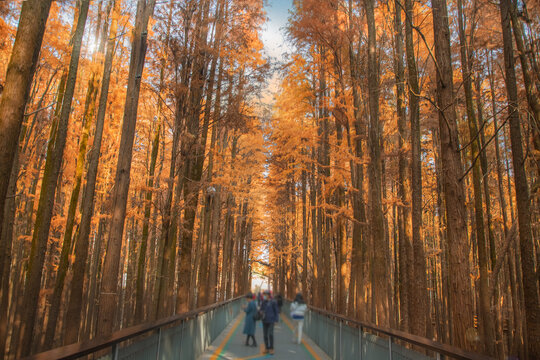 杭州青山湖红杉