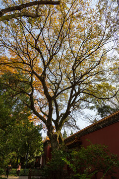 秋天里的大树