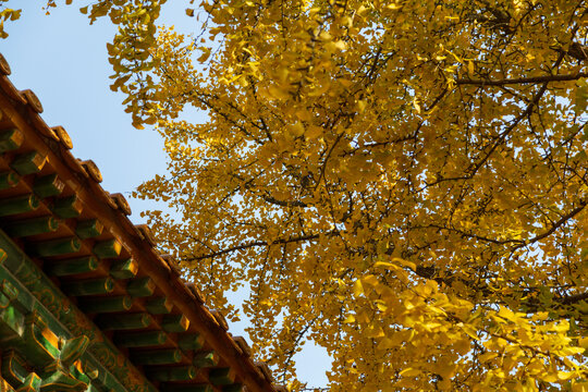 秋天的明孝陵景区