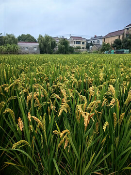 水稻田园
