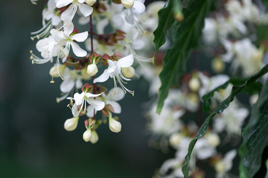 垂丝茉莉