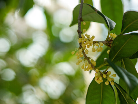 桂花