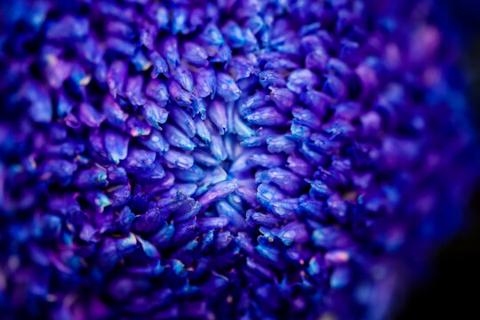 蓝紫色