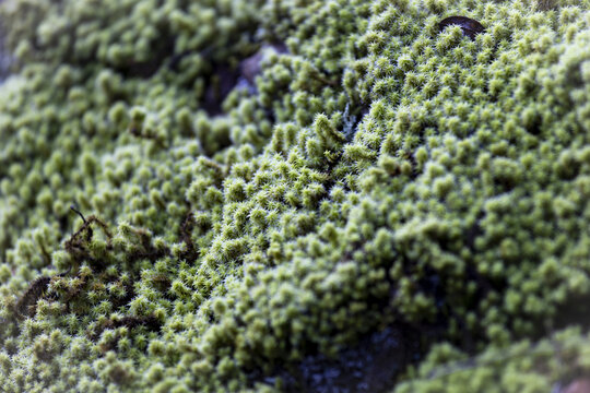 大自然森林生态环境土壤苔藓特写