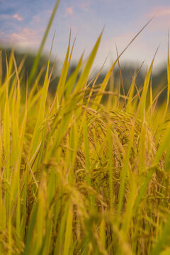 秋天金黄色的稻田