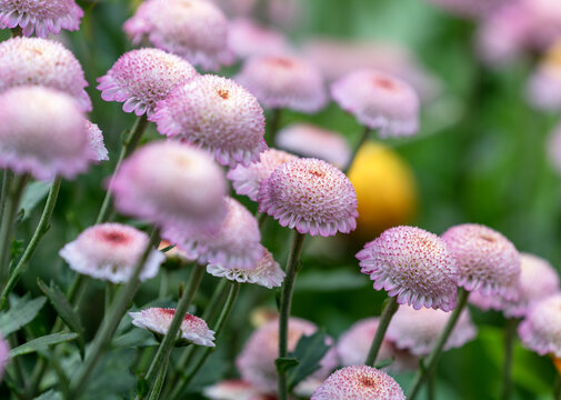 红色菊花