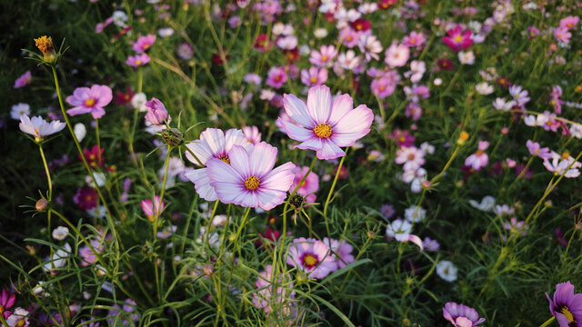 格桑花