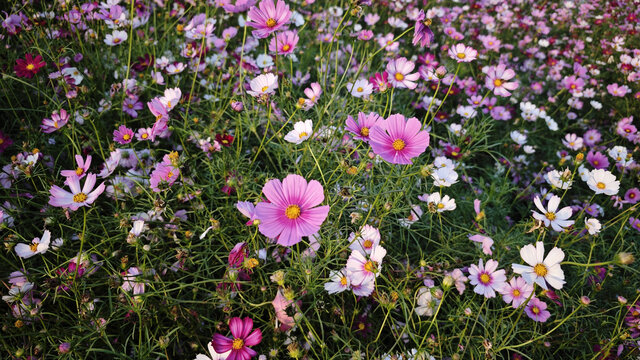 格桑花