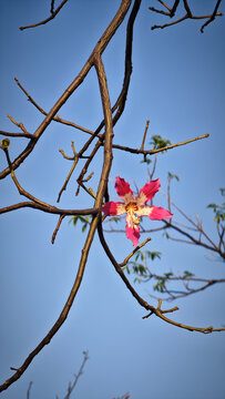 异木棉花