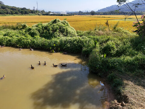 农家土鸭