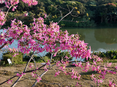 异木棉花