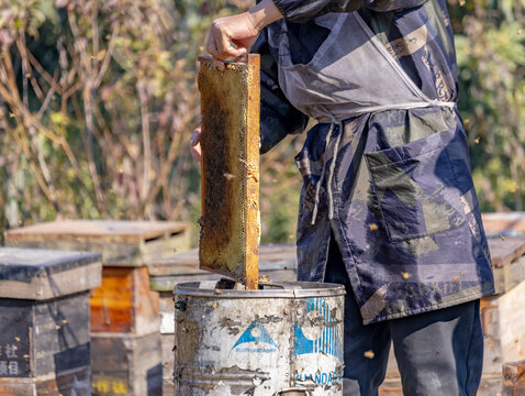 蜂蜜采集