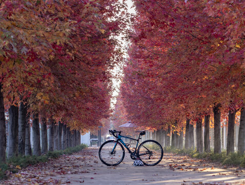 红枫与自行车