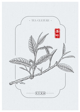 茶葉插畫