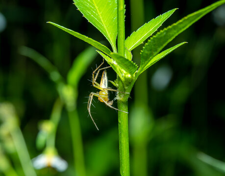 植物上的蜘蛛