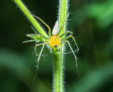 植物上的蜘蛛