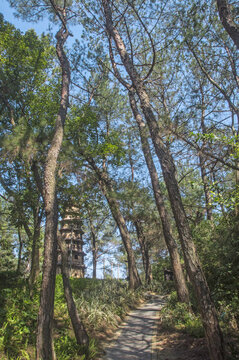 树林石塔