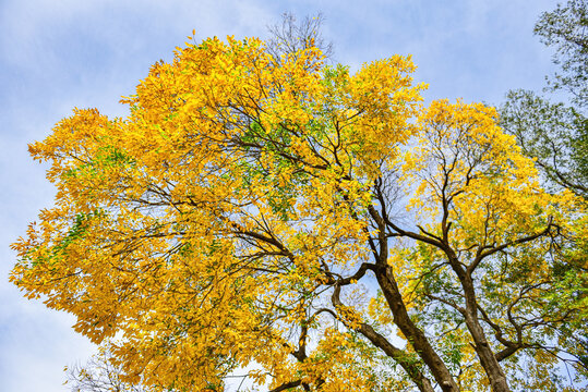 秋季公园树木黄叶风光