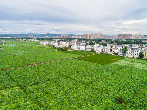 新农村农田高清航拍全景